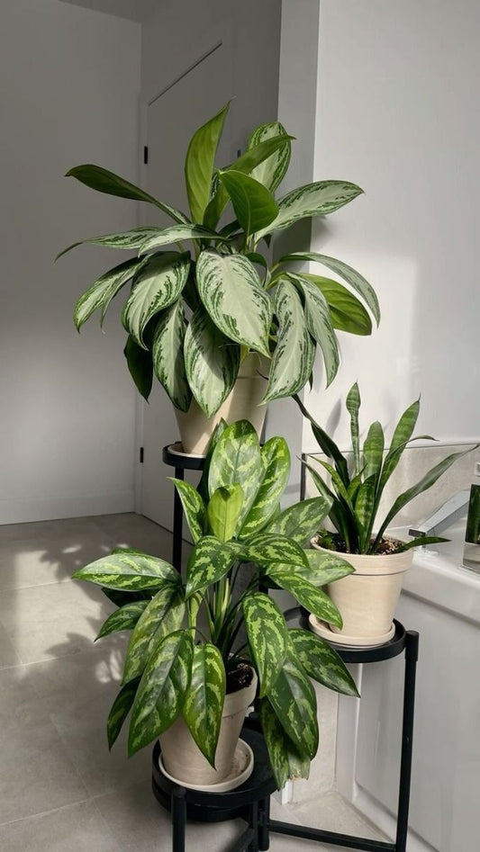 Aglonamea - Bundle of Three
