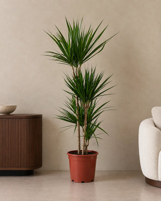 Dracaena Marginata in nursery pot, 120-140cm