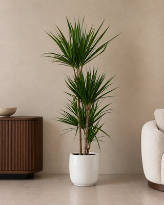 Dracaena Marginata in white Luma Glossy planter, 120-140cm