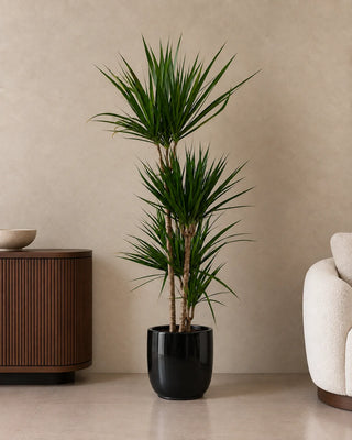 Dracaena Marginata in black Luma Glossy planter, 120-140cm