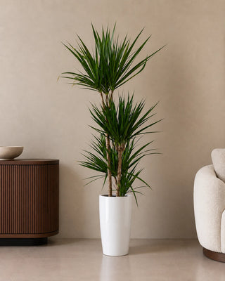 Dracaena Marginata in white Luma Tall Glossy planter, 120-140cm