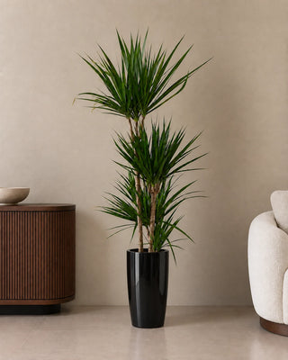 Dracaena Marginata in black Luma Tall Glossy planter, 120-140cm