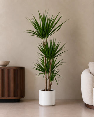 Dracaena Marginata in white Nia Glossy planter, 120-140cm
