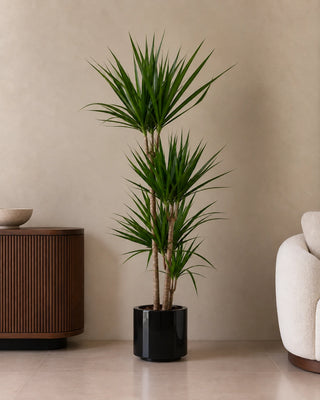 Dracaena Marginata in black Nia Glossy planter, 120-140cm