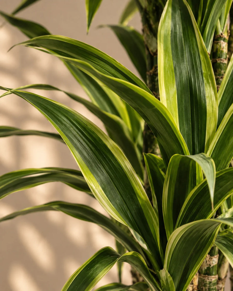 Dracaena Lemon Lime