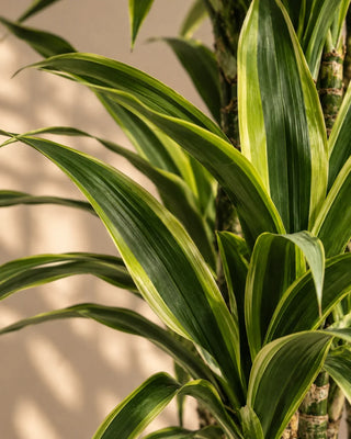 SG Care Macro — Dracaena Lemon Lime