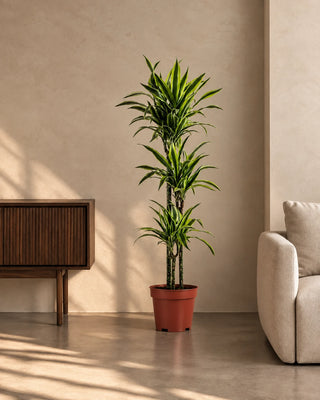 Dracaena Lemon Lime in nursery pot, 120-140cm