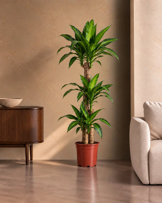 Dracaena Massaengana in nursery pot, 120-140cm