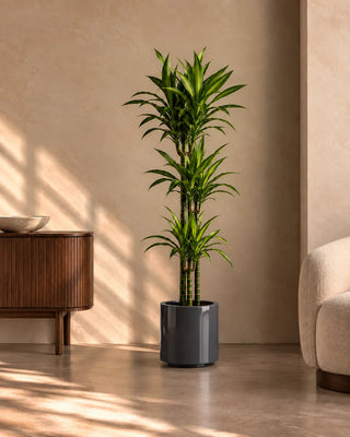 Dracaena Lemon Lime in grey Nia Glossy planter, 120-140cm