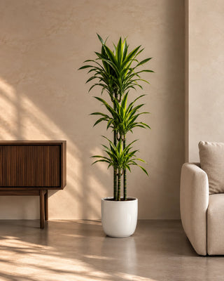 Dracaena Lemon Lime in white Luma Glossy planter, 120-140cm