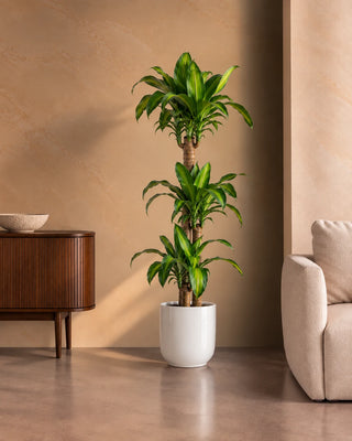 Dracaena Massaengana in white Luma Glossy planter, 120-140cm