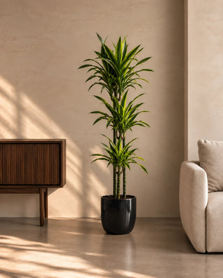Dracaena Lemon Lime in black Luma Glossy planter, 120-140cm