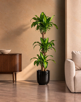Dracaena Massaengana in black Luma Glossy planter, 120-140cm