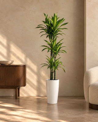 Dracaena Lemon Lime in white Luma Tall Glossy planter, 120-140cm