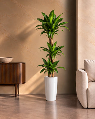 Dracaena Massaengana in white Luma Tall Glossy planter, 120-140cm