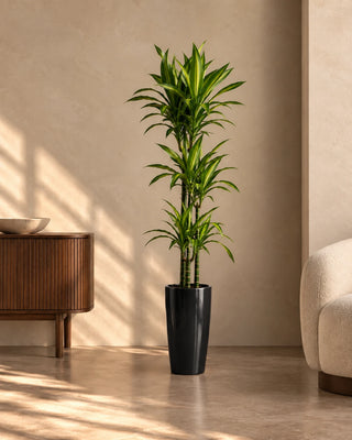 Dracaena Lemon Lime in black Luma Tall Glossy planter, 120-140cm