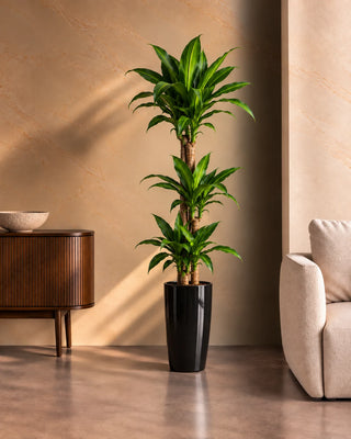 Dracaena Massaengana in black Luma Tall Glossy planter, 120-140cm