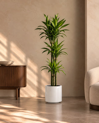 Dracaena Lemon Lime in white Nia Glossy planter, 120-140cm