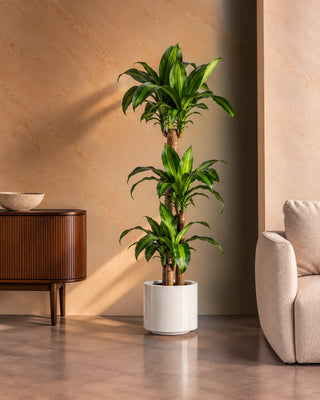 Dracaena Massaengana in white Nia Glossy planter, 120-140cm