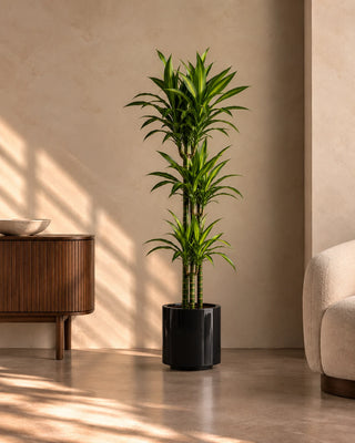 Dracaena Lemon Lime in black Nia Glossy planter, 120-140cm