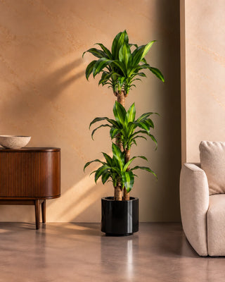 Dracaena Massaengana in black Nia Glossy planter, 120-140cm