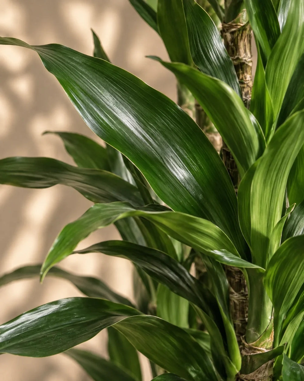 Dracaena Janet Craig