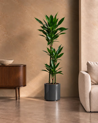 Dracaena Janet in grey Nia Glossy planter, 120-140cm