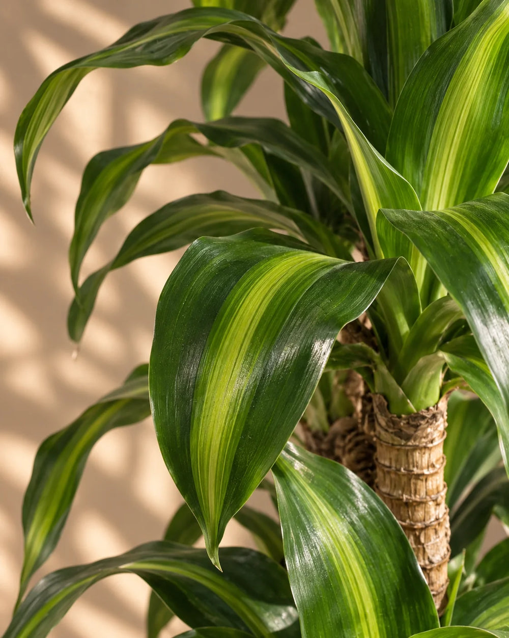 Dracaena Massangeana