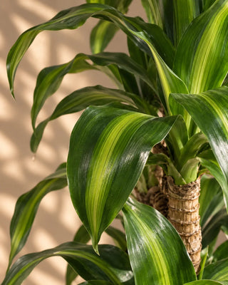 SG Care Macro — Dracaena Massaengana