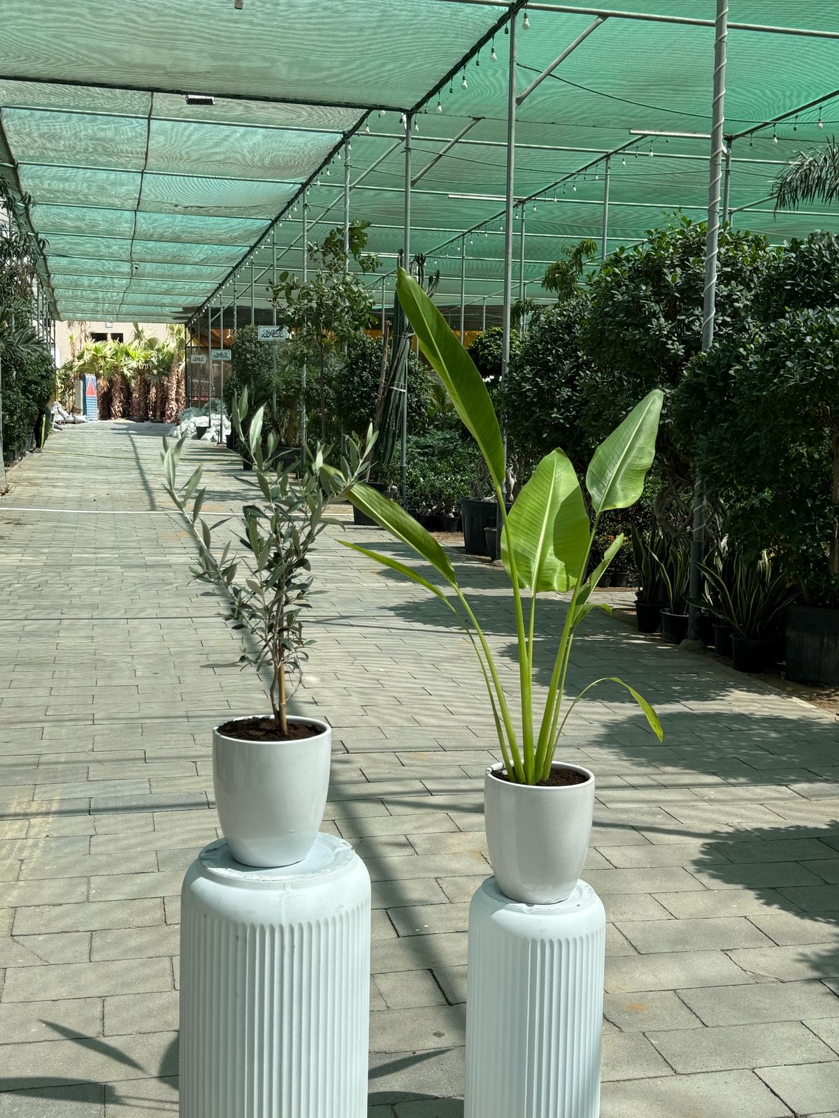 Travelers Palm & Olive Tree Bundle!