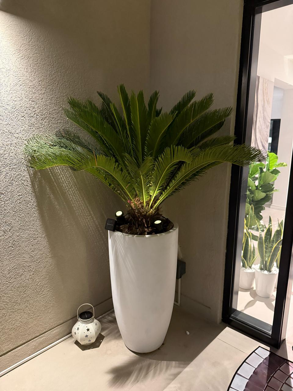 Giant Sago Palm - Luxurious Entrance Palm