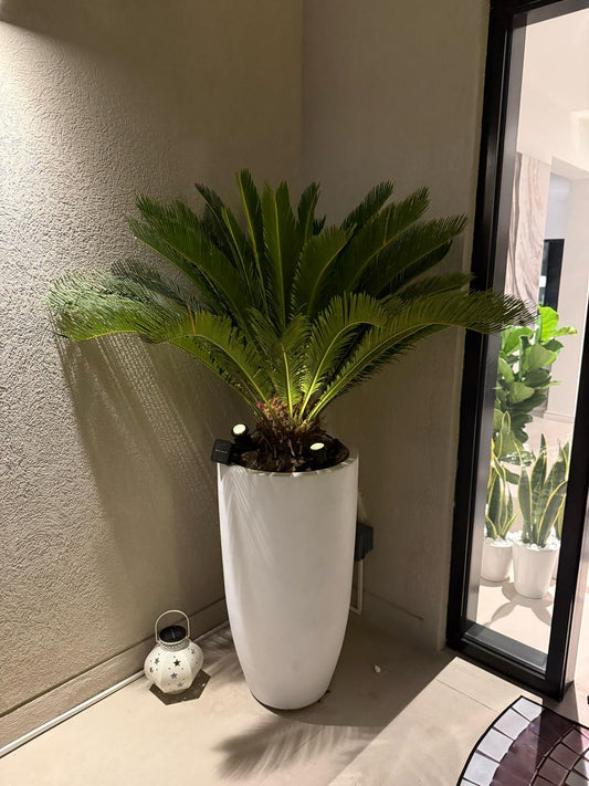 Giant Sago Palm - Luxurious Entrance Palm