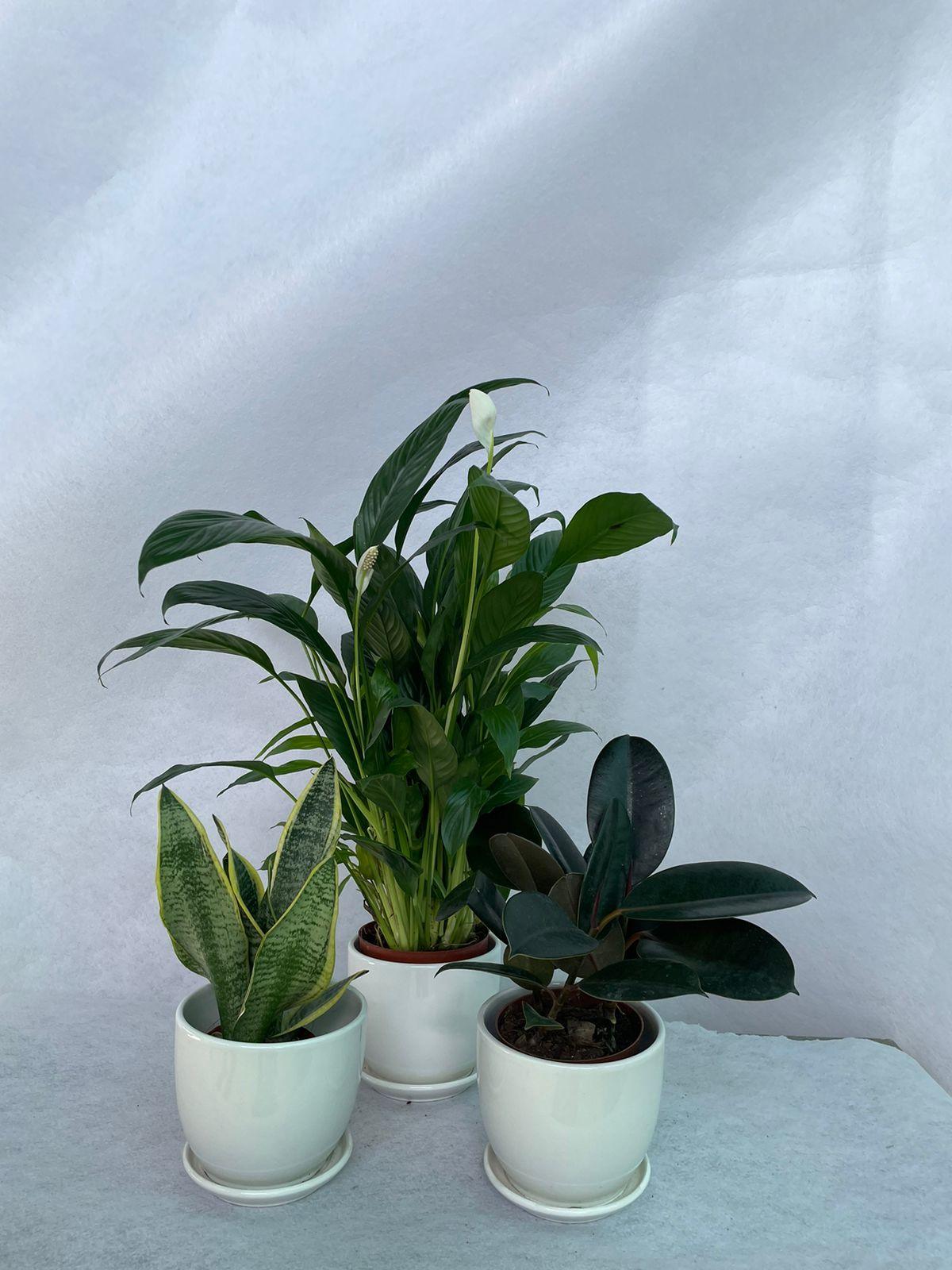 Air Purifier Table Top - Set of 3 - Best Value
