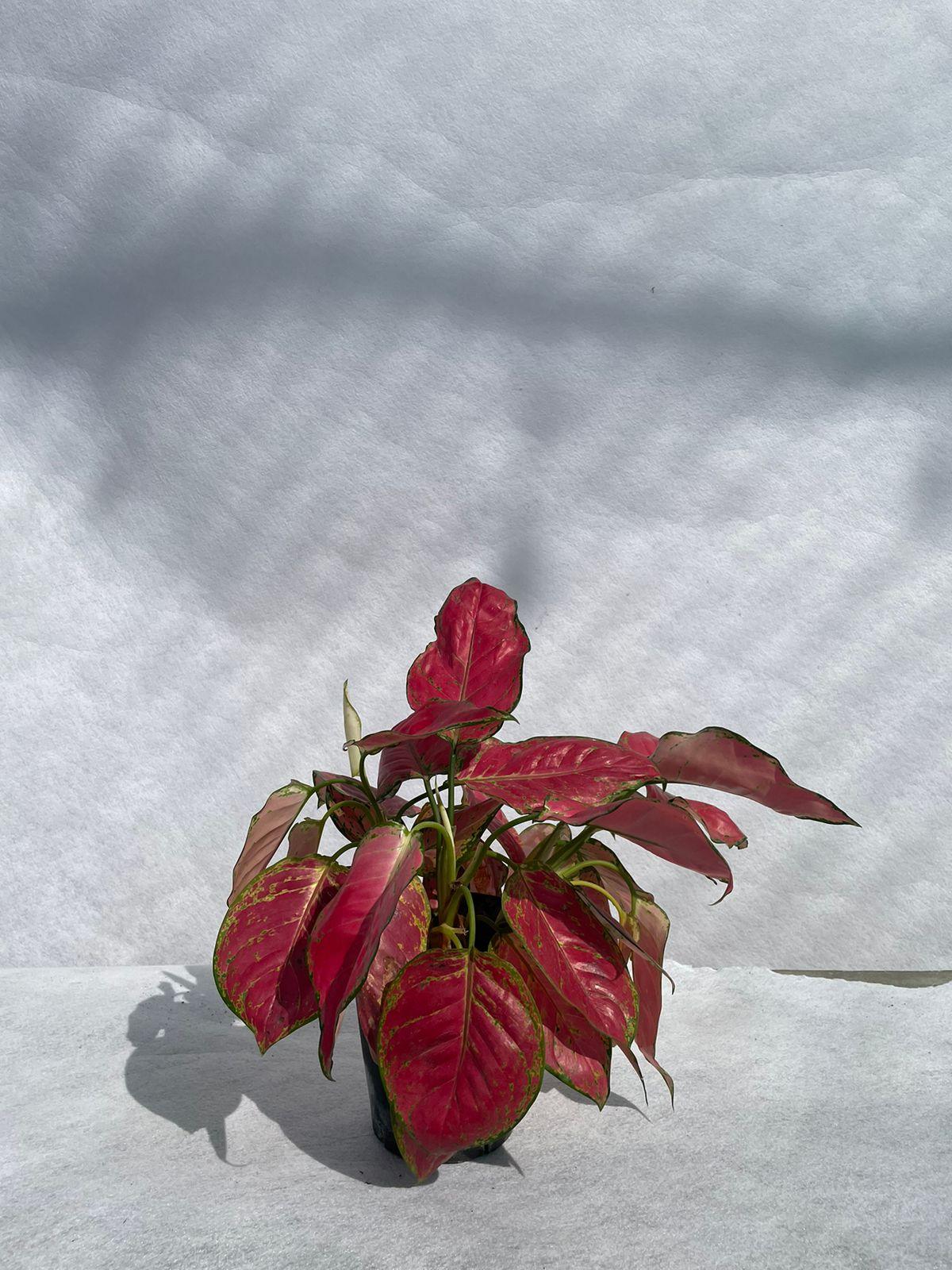 Aglaonema - Nursery Pot