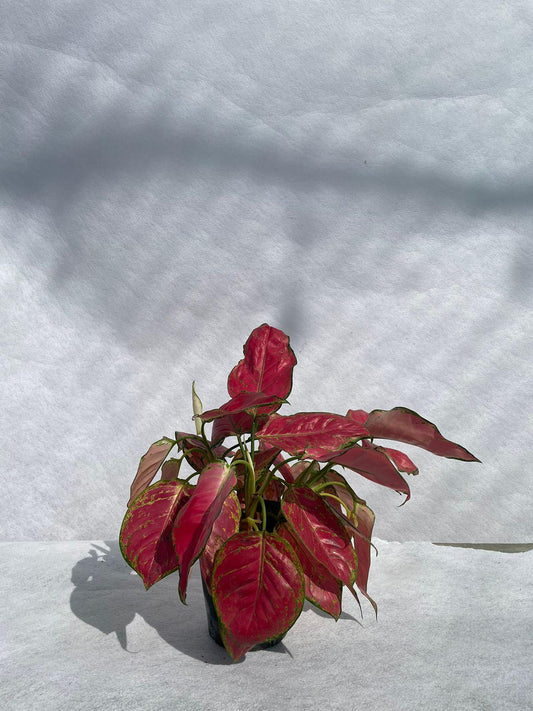 Aglaonema - Nursery Pot