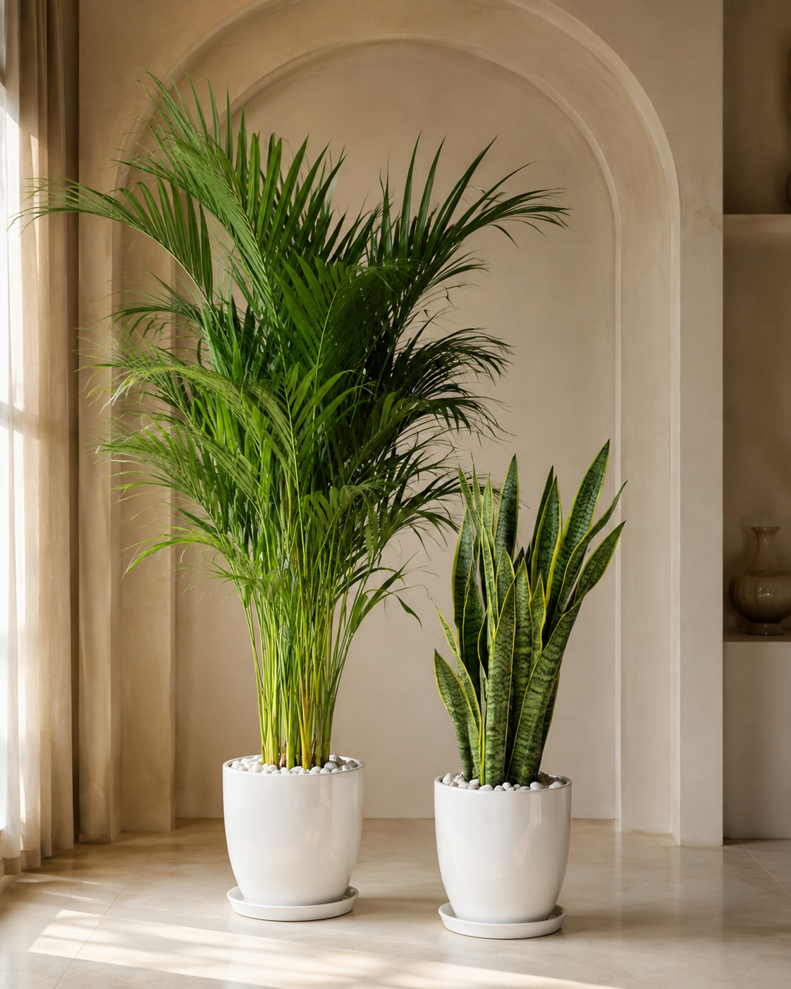 Areca & Snake - Promotion