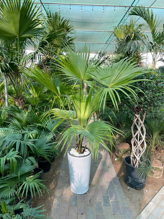 Livistona Palm - Promotional Offer