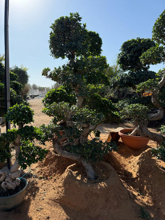 Giant Bonsai S Shaped - 2-2.2 M