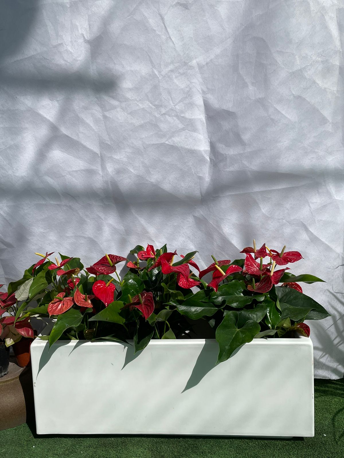 Anthurium - Fiber Planter Arrangement