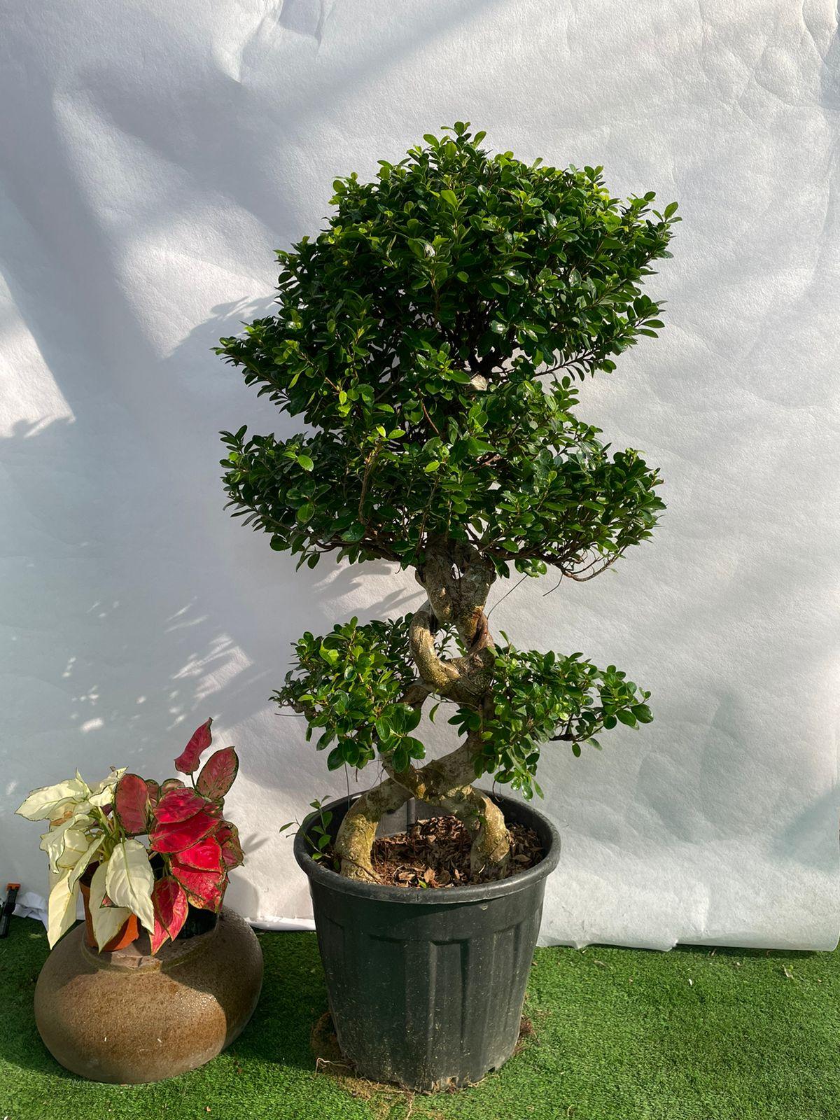Bonsai 8 shape Medium =- Nursery Pot