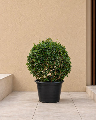 Ehrethia Ball plant 30-40cm