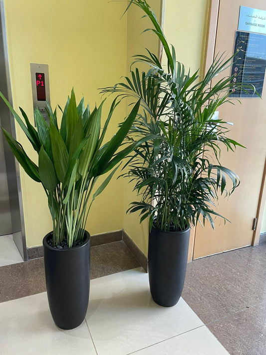 kentia Palm & Aspiradas Bundle