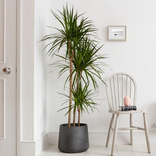 Dracena Draco - Fiber Pot
