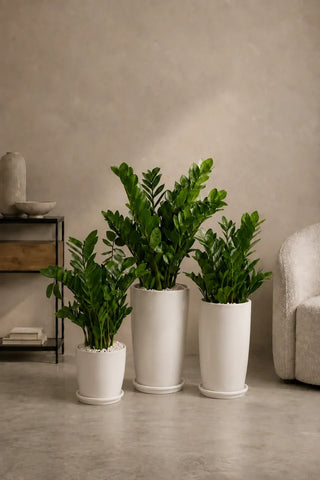 Easy Low-Light Trio, product photo 3