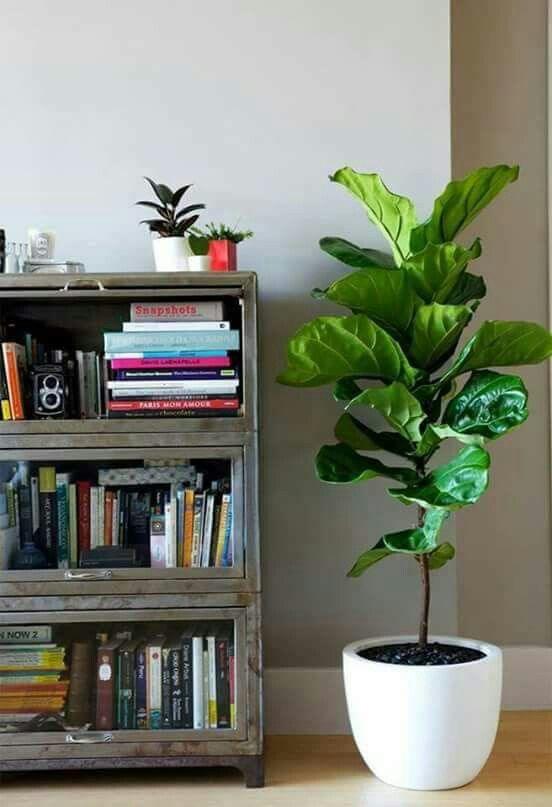 Fiddle Lead Fig - Holland Quality