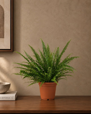 Fern in nursery pot, 30-40cm