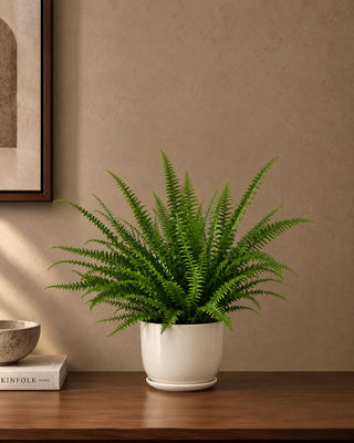 Fern in white Luma Mini planter, 30-40cm
