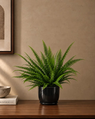 Fern in black Luma Mini planter, 30-40cm