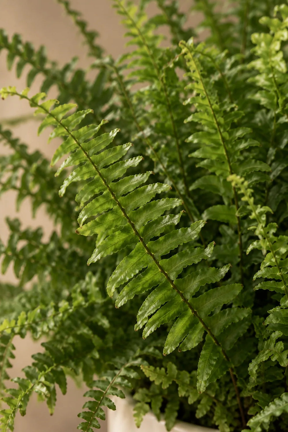 Fern