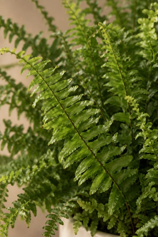 SG Care Macro — Fern